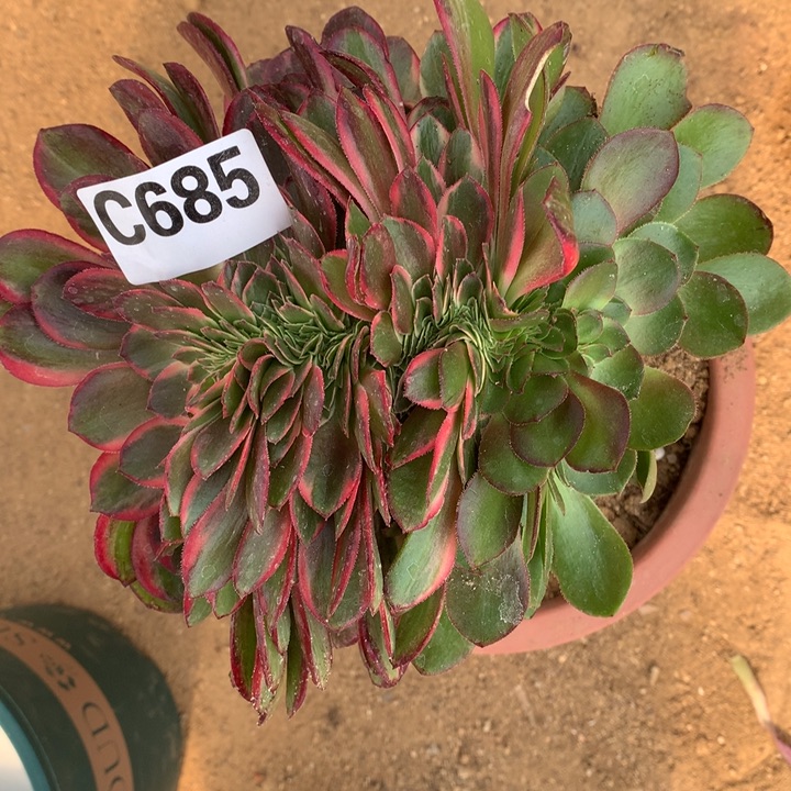 红魔锦缀嫁接685