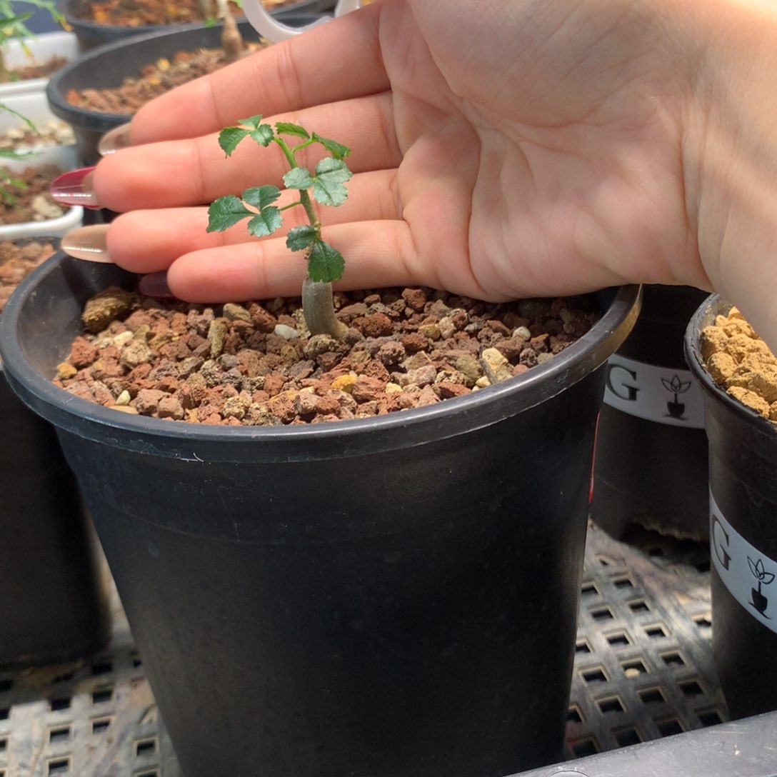 好望角橄榄实生实生