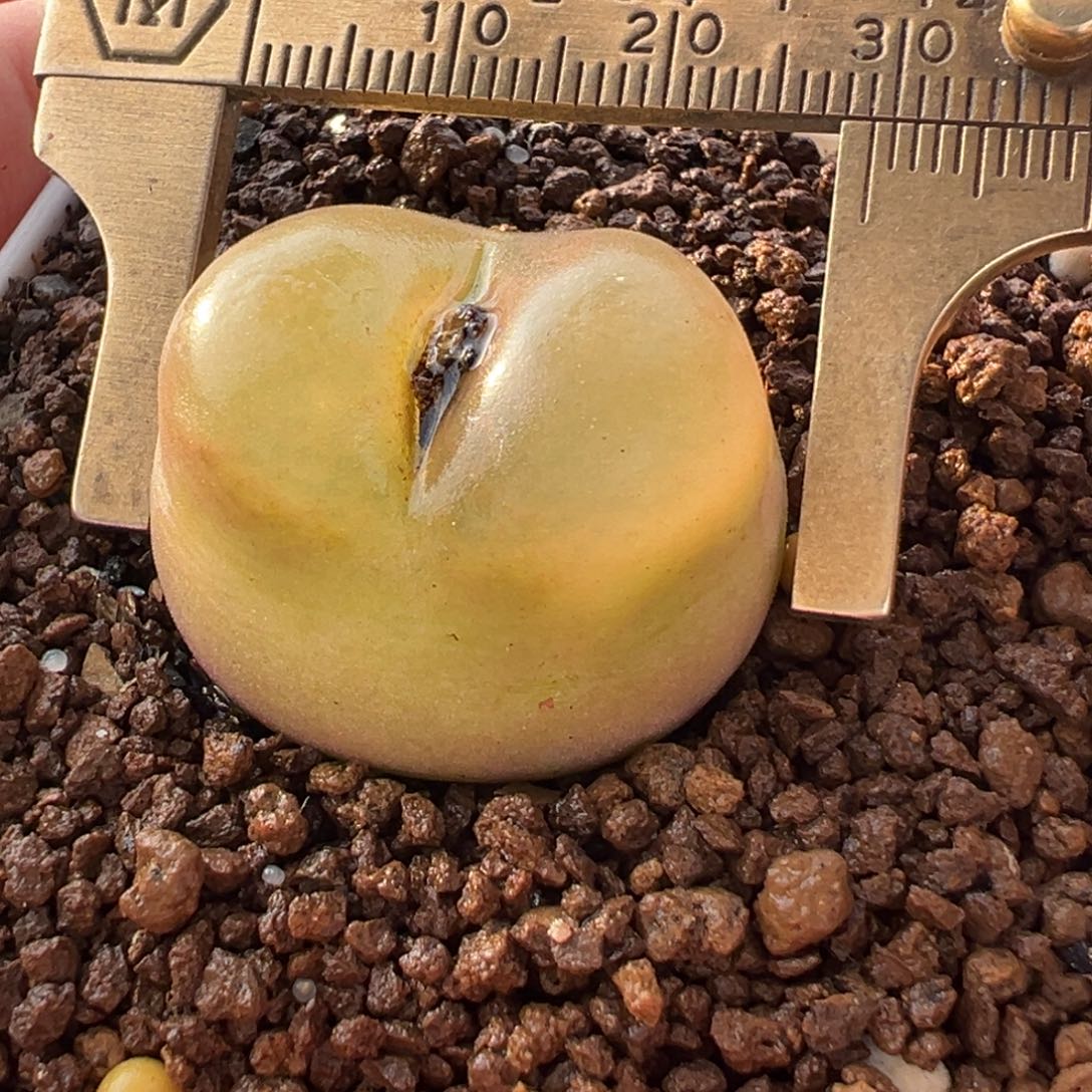 粉拉毛多肉百科698