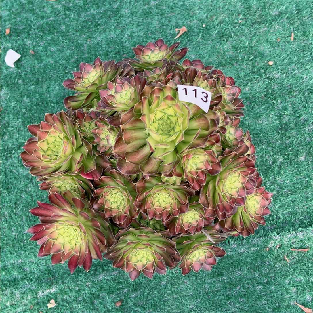 113韶华法师多肉植物