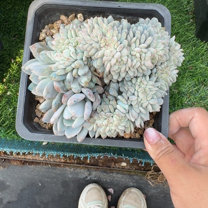 橙子缀多肉植物绿植