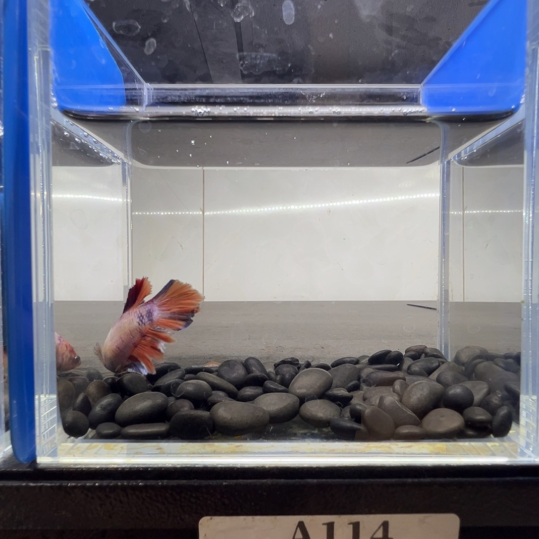 斗鱼阿浩泰斗9日114号