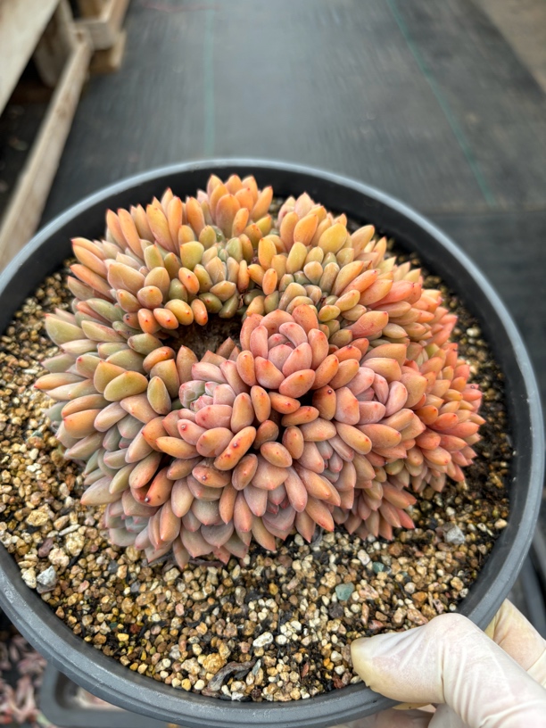 多肉植物一物一拍，爱丽儿朵缀