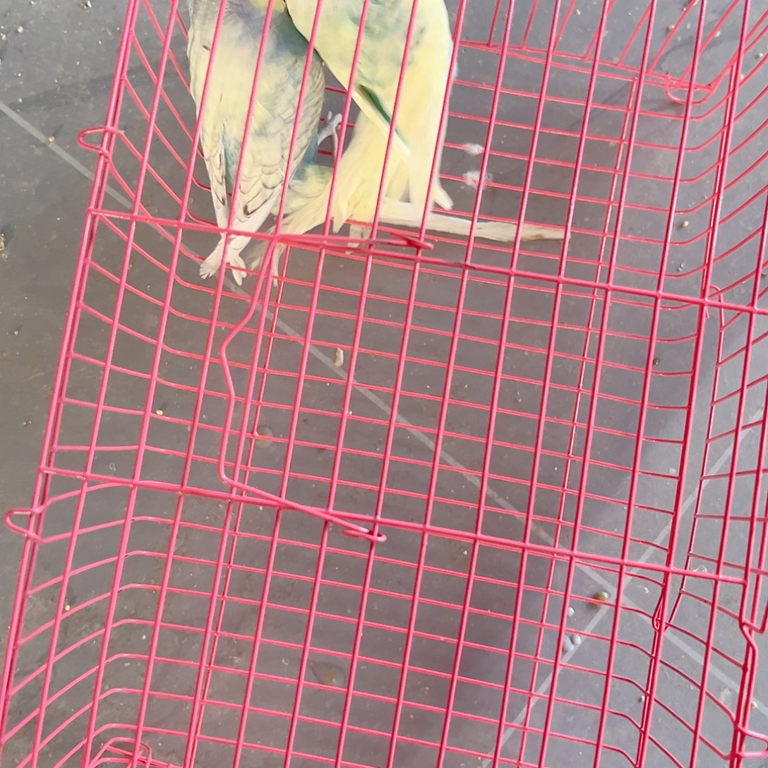 虎皮鹦鹉啊啊啊啊