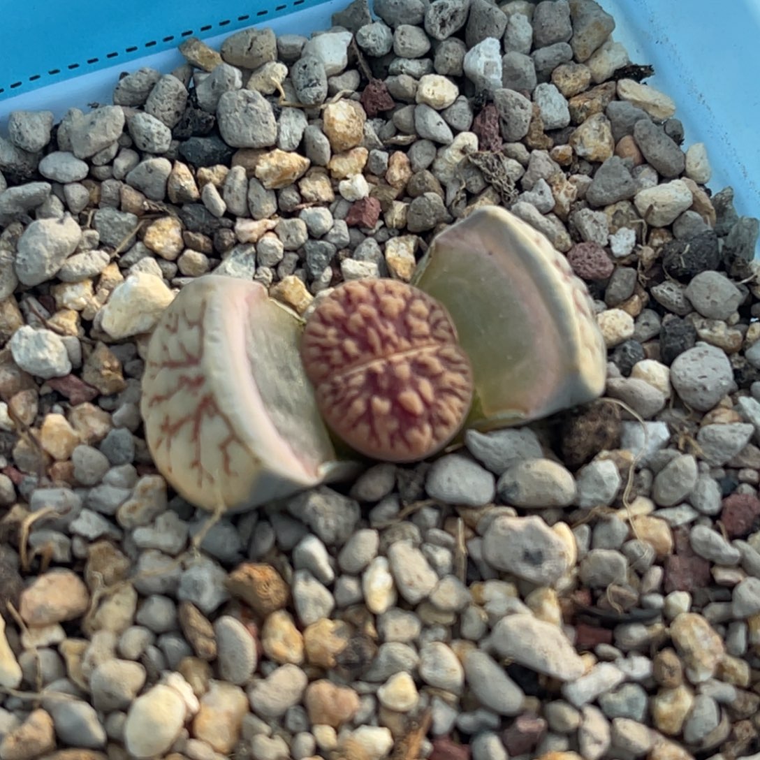 9759粗红纹线招招福一颗