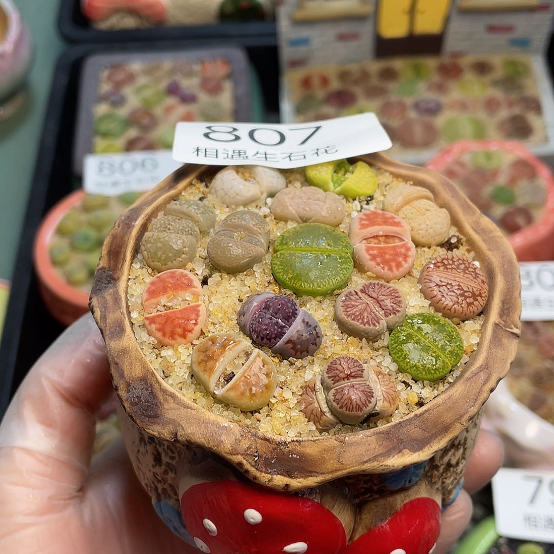 相遇生石花专拍807