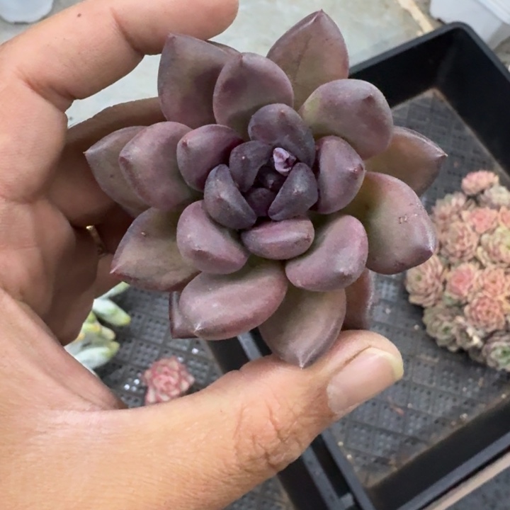 黑钻 单头 一物一拍