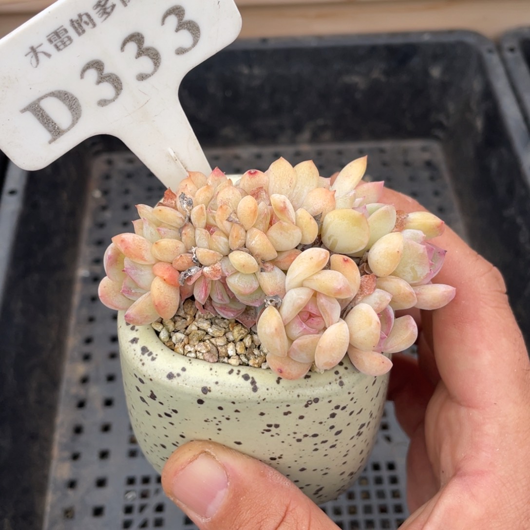 333莎莎不带盆8厘米