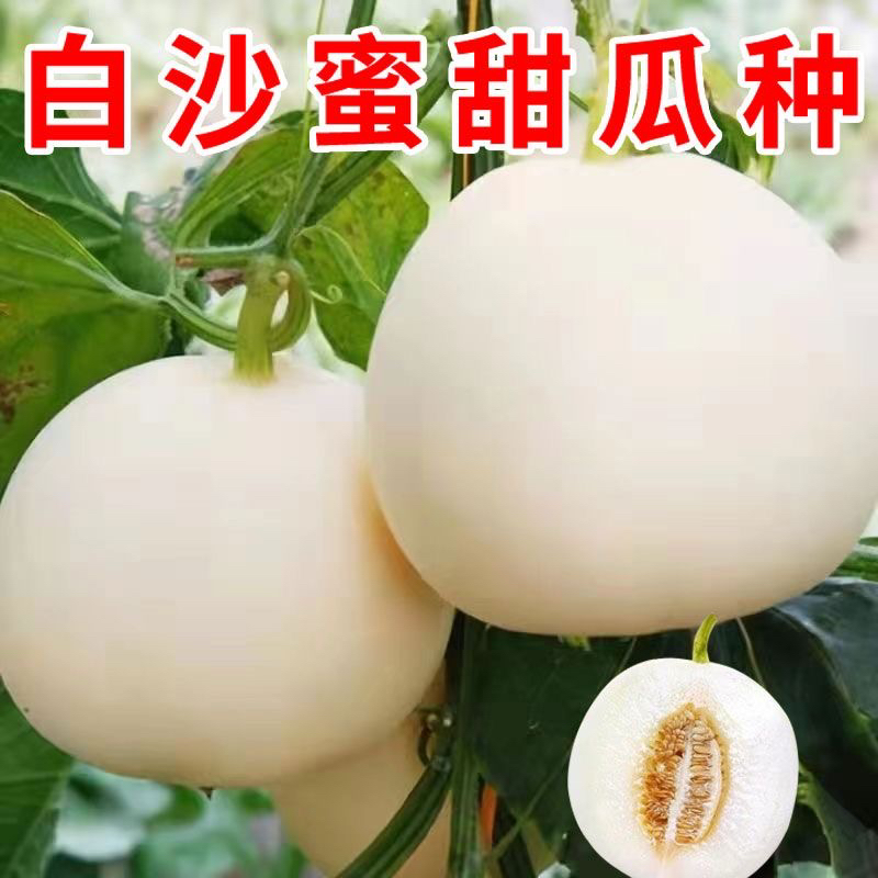 【全店6包包邮】超甜白沙糖甜瓜种超甜早熟香瓜籽白沙蜜甜瓜可四季