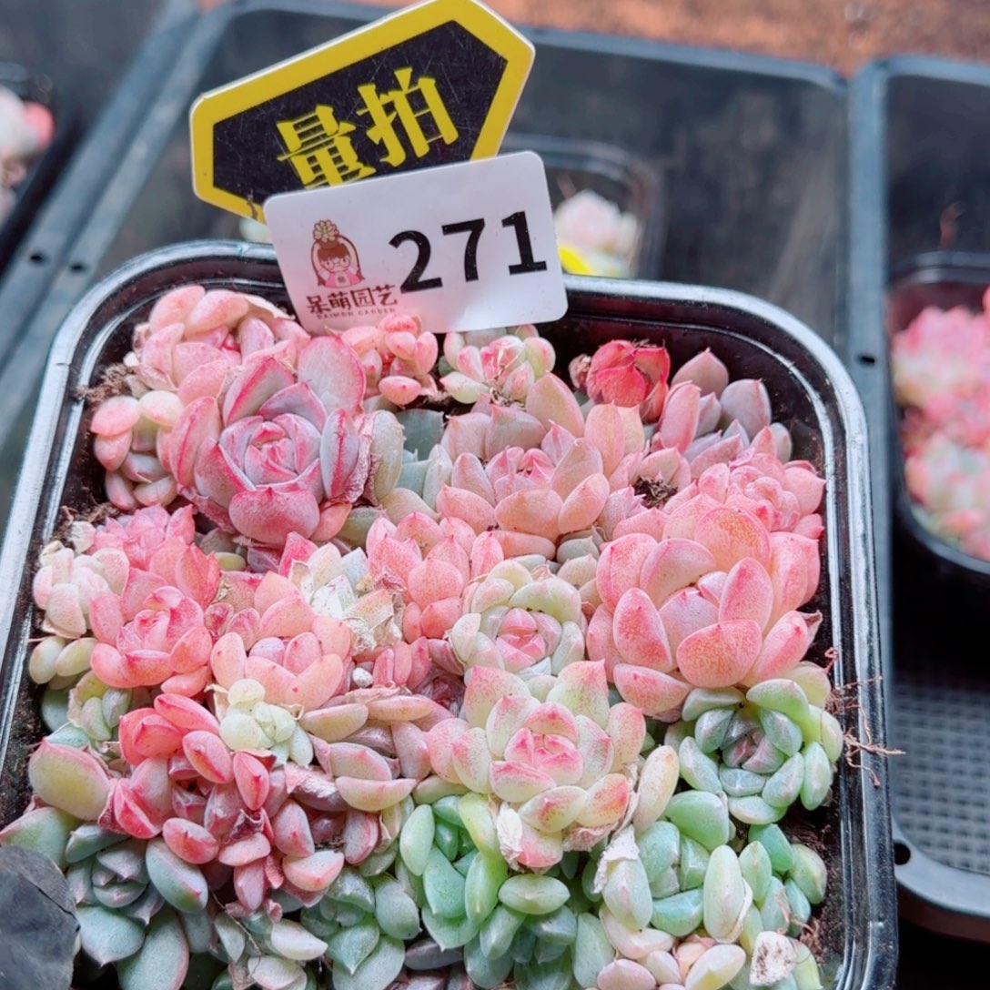 多肉植物多肉植物