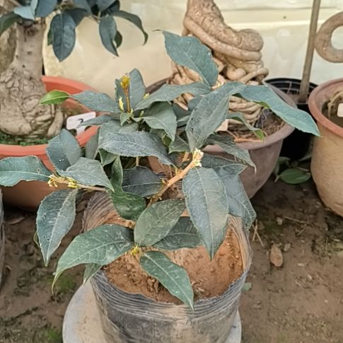 A***w完全开放四季桂花老月