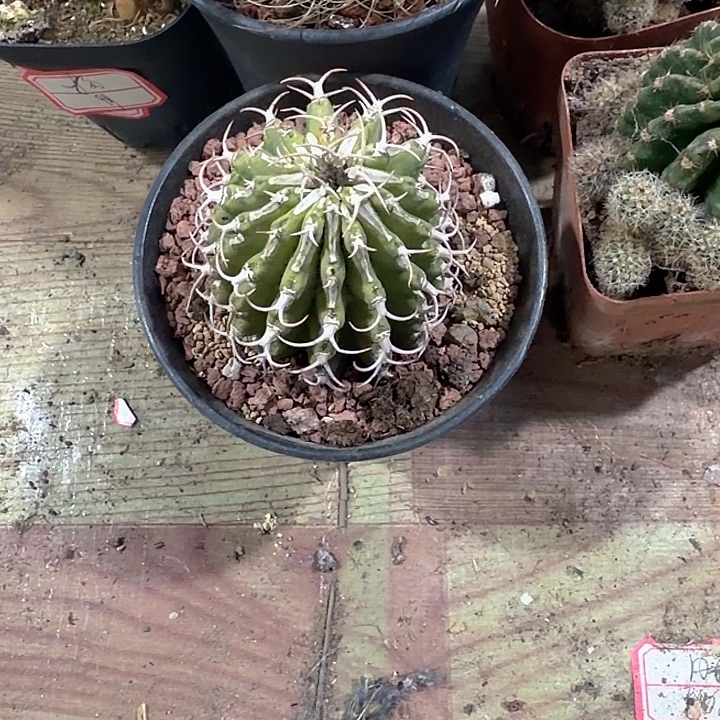 *****徽章一物一拍包邮