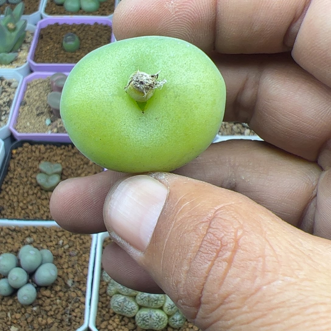 大家过年好22164