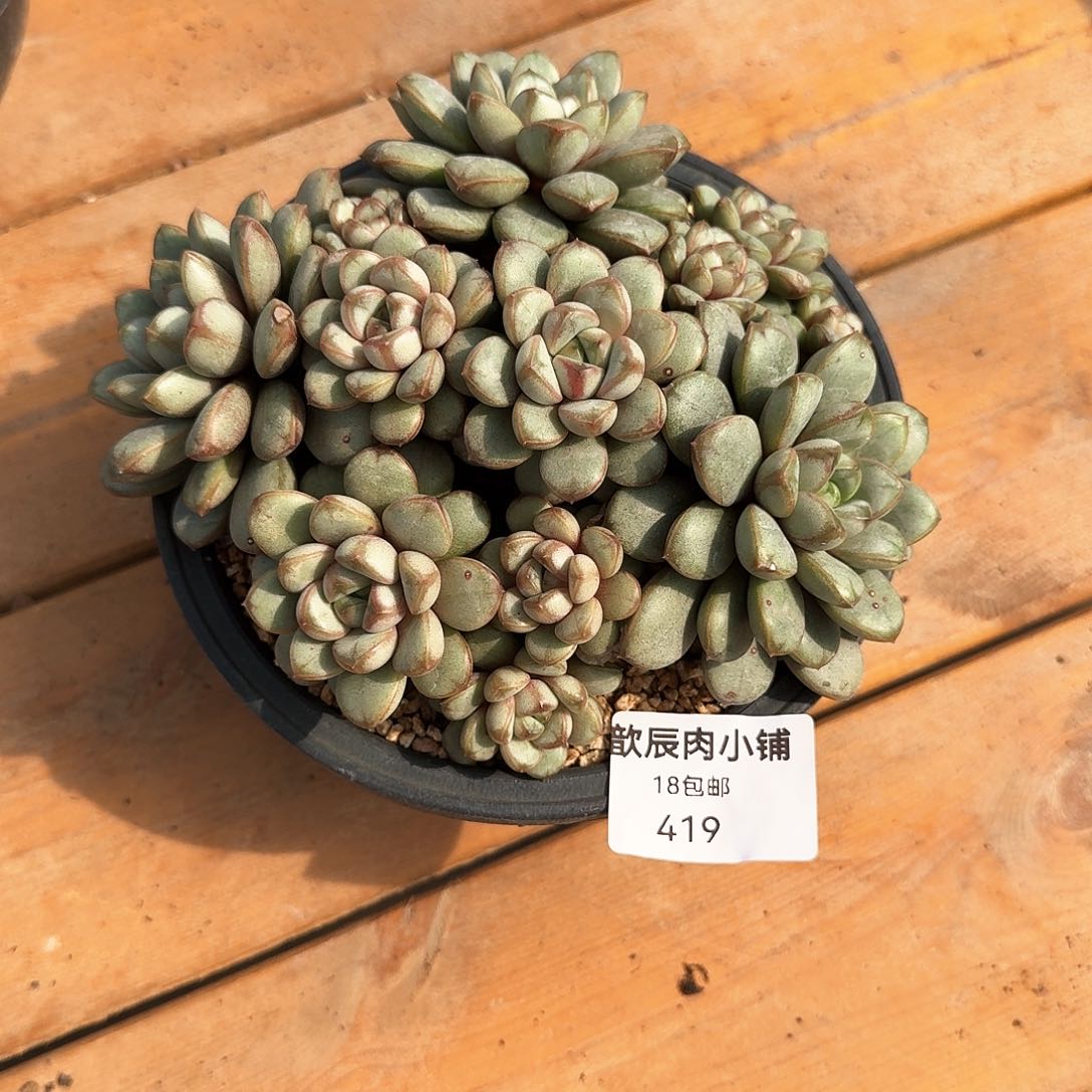 反*序多肉植物葡萄群419