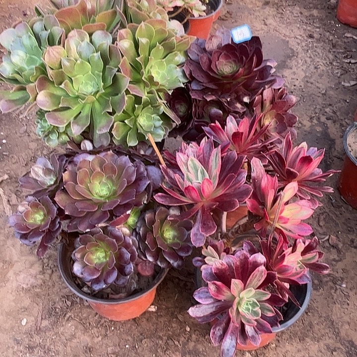 103多肉植物瑕疵特价，