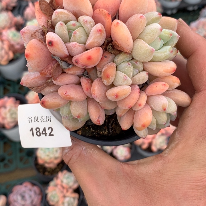 18号下午场，1842一颗