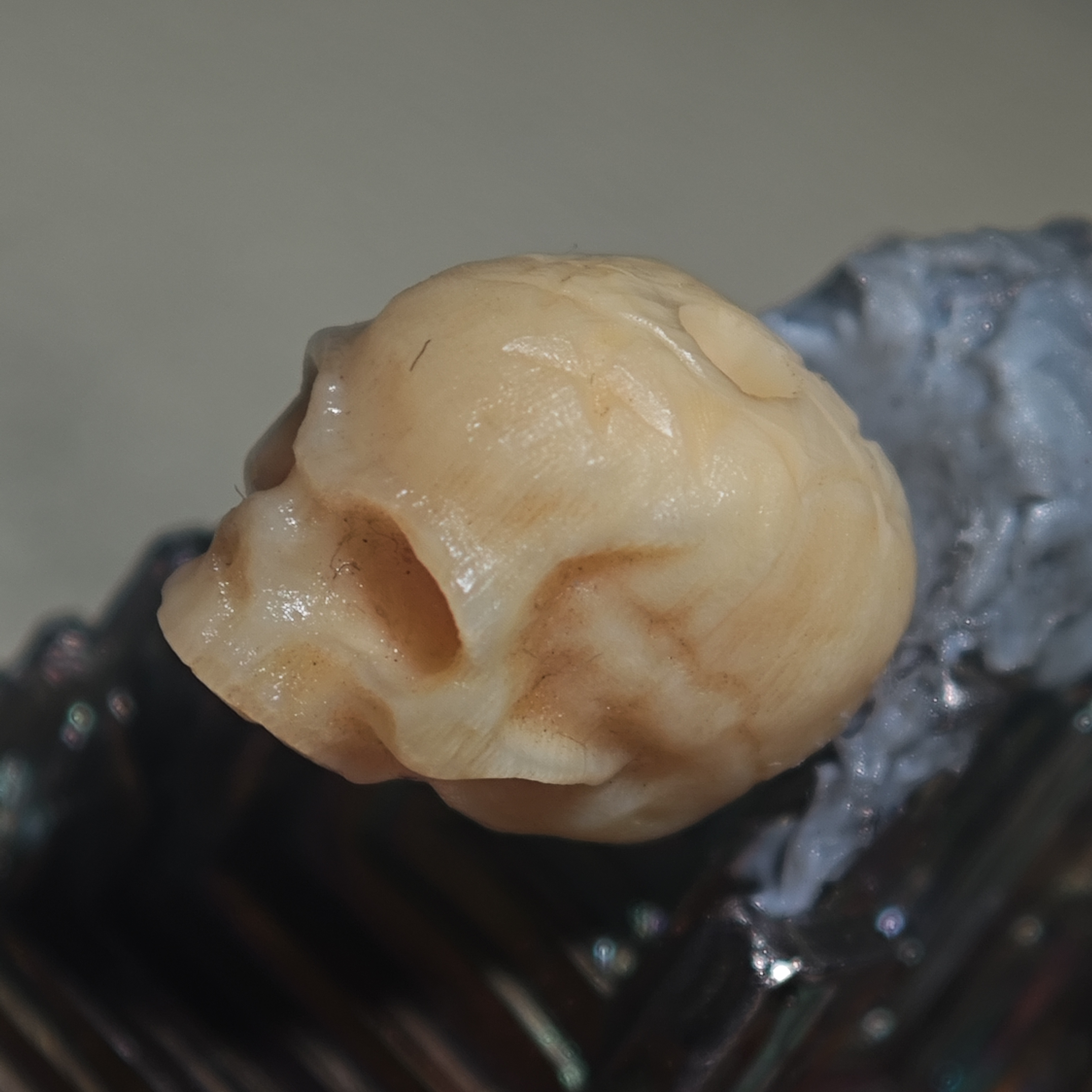 猛犸骷髅 两眼半鄂