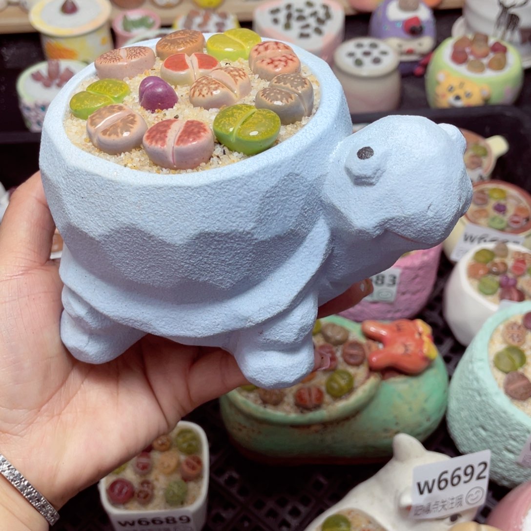 w6693 -零下地区拍保温箱-15支持寄养