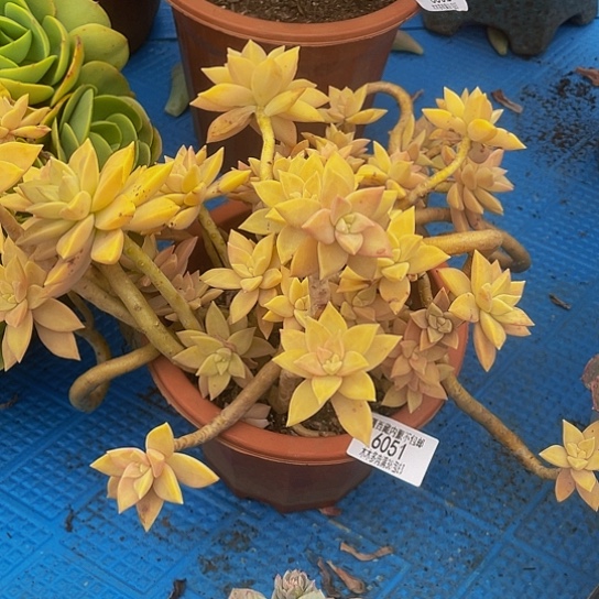 孙*娘橙色恋人6051多肉