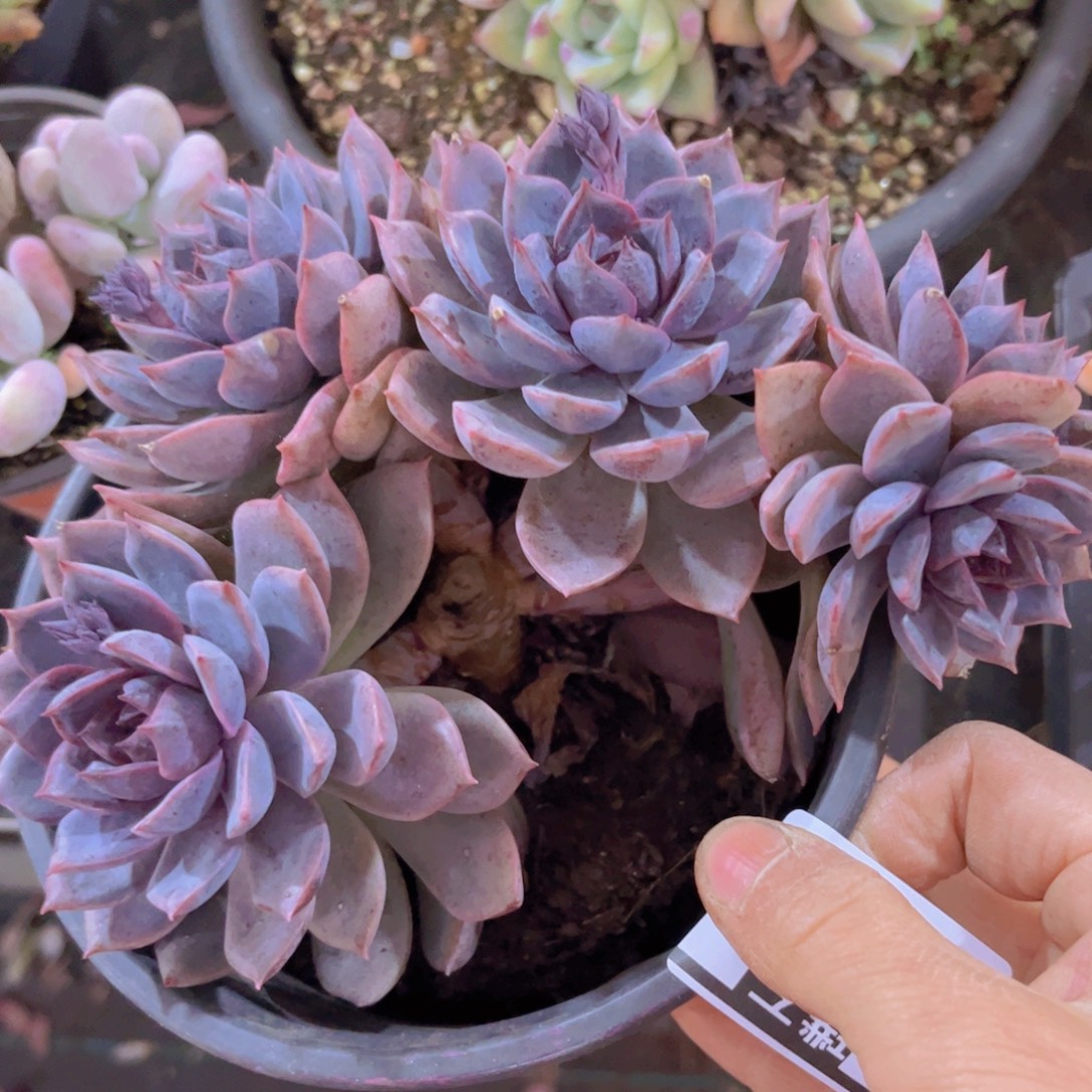 海蓝之谜02177多肉植物