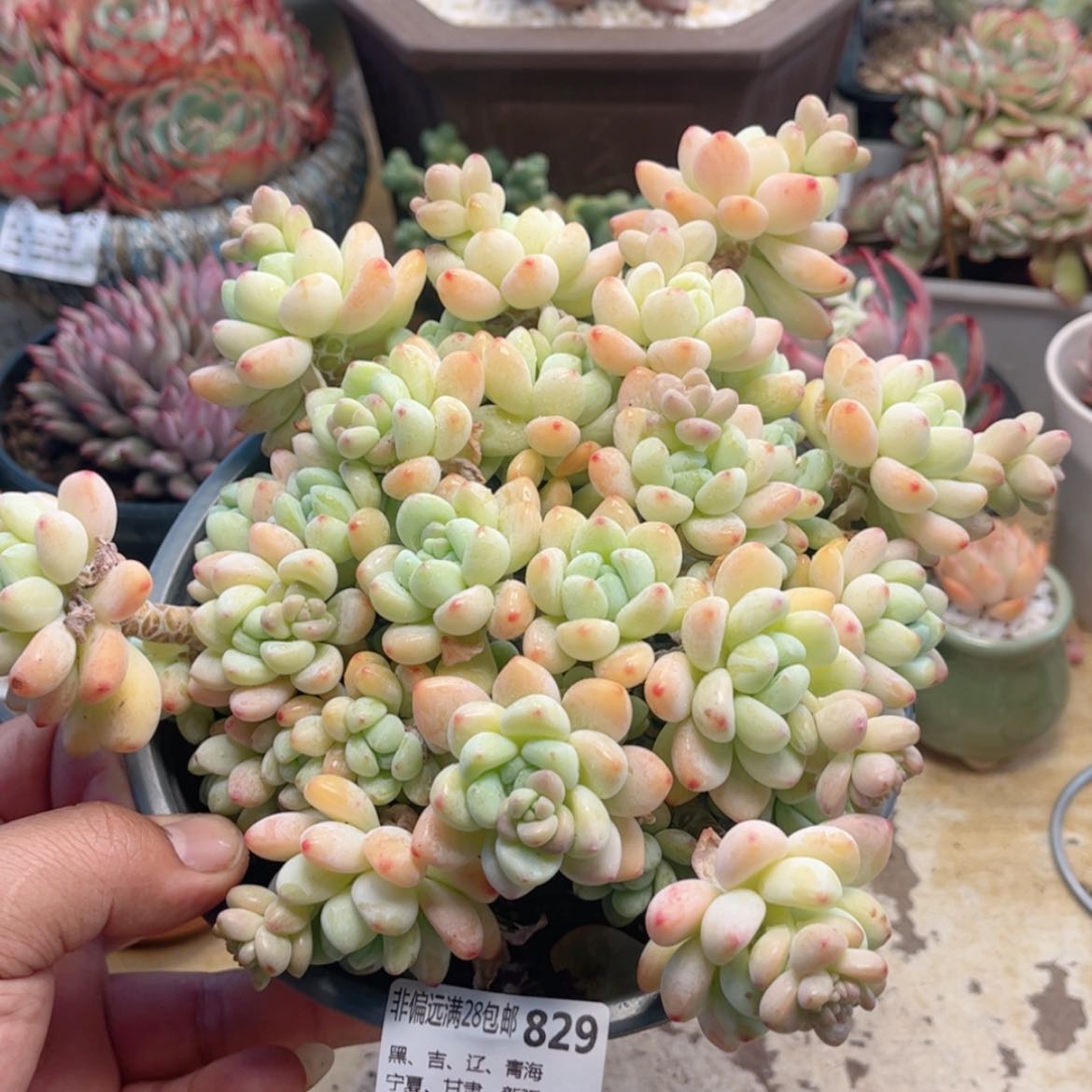 【闪购商品】829罗琦