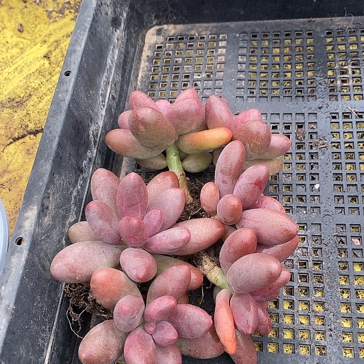 无花朵特价双头糖果3颗一组