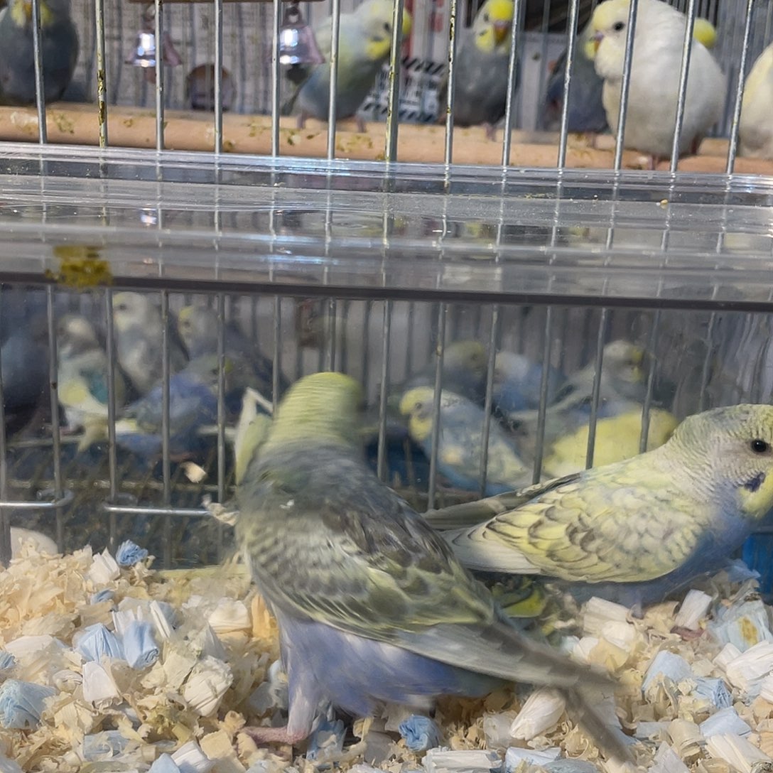 虎皮鹦鹉金彩鹦鹉