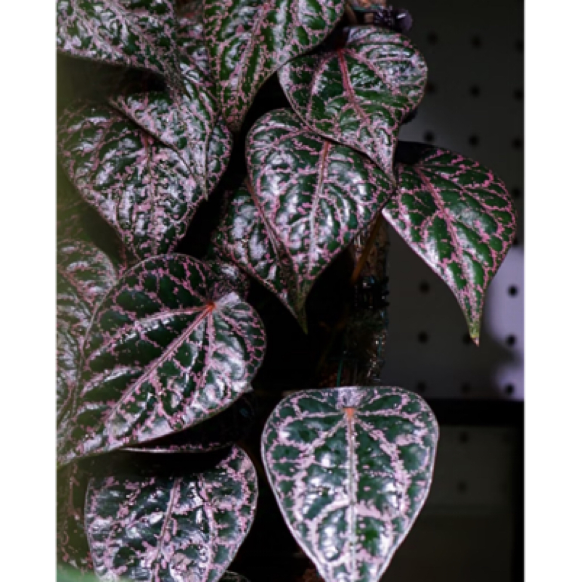 【瑰丽胡椒】超特别！金属质感热植耐热种球多年生懒人绿植