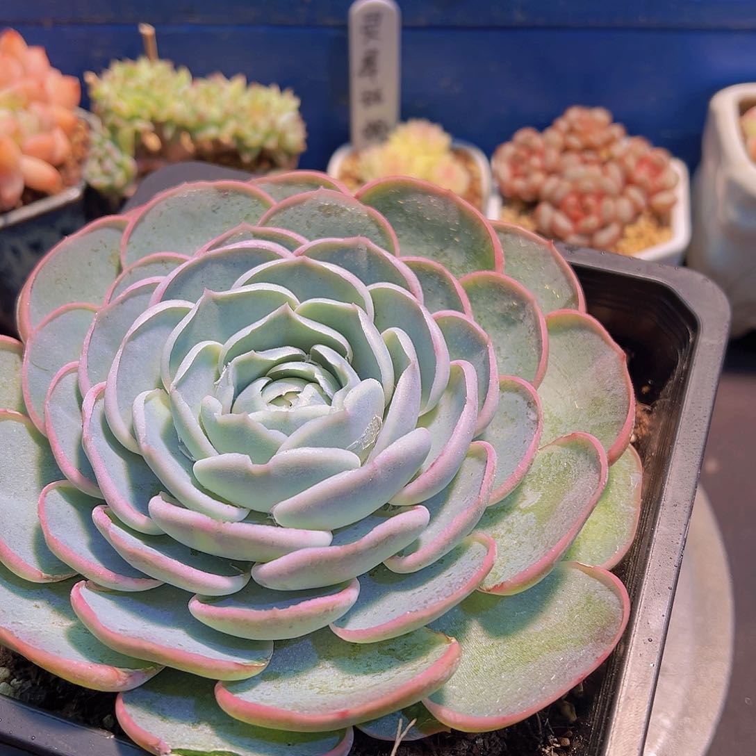 向***a繁花，裸根发货，