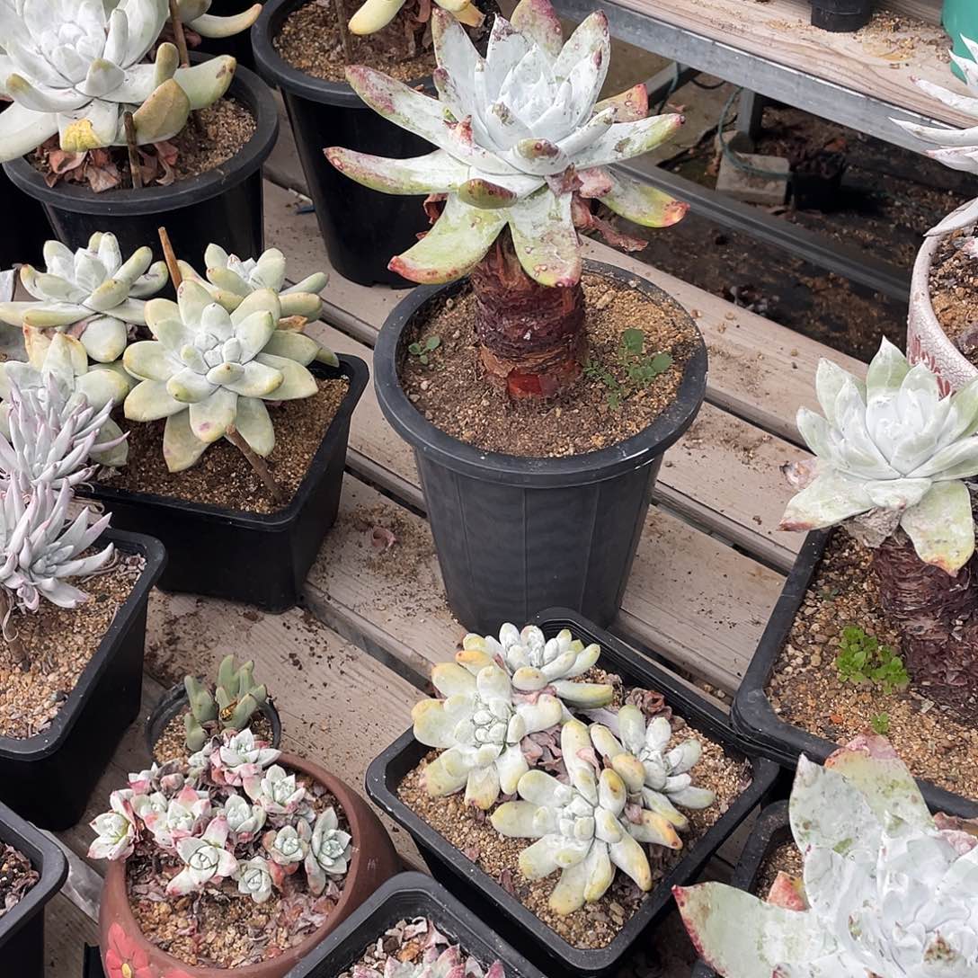 晨溪园艺仙女杯呀