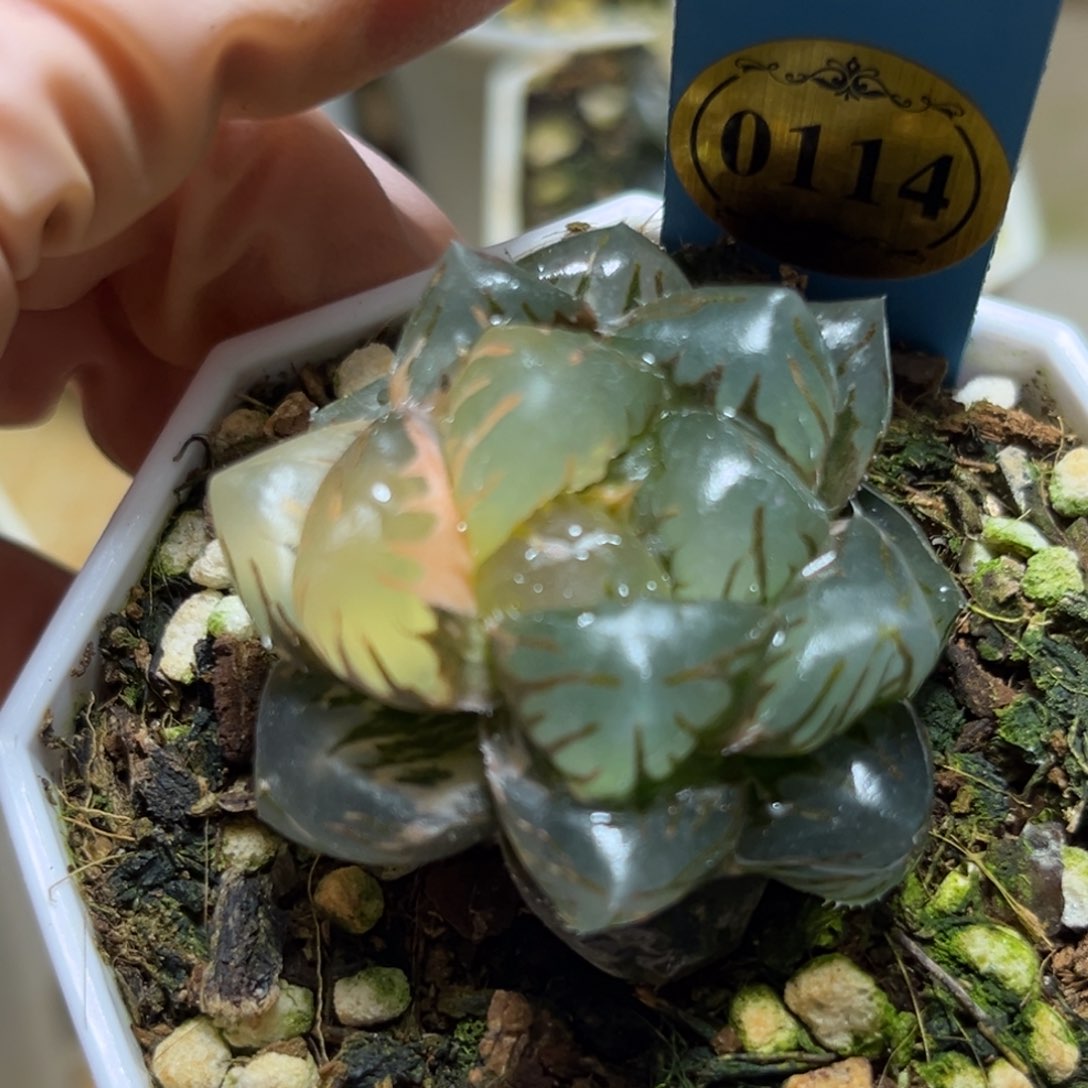 我***久恭喜发财大吉大利0114