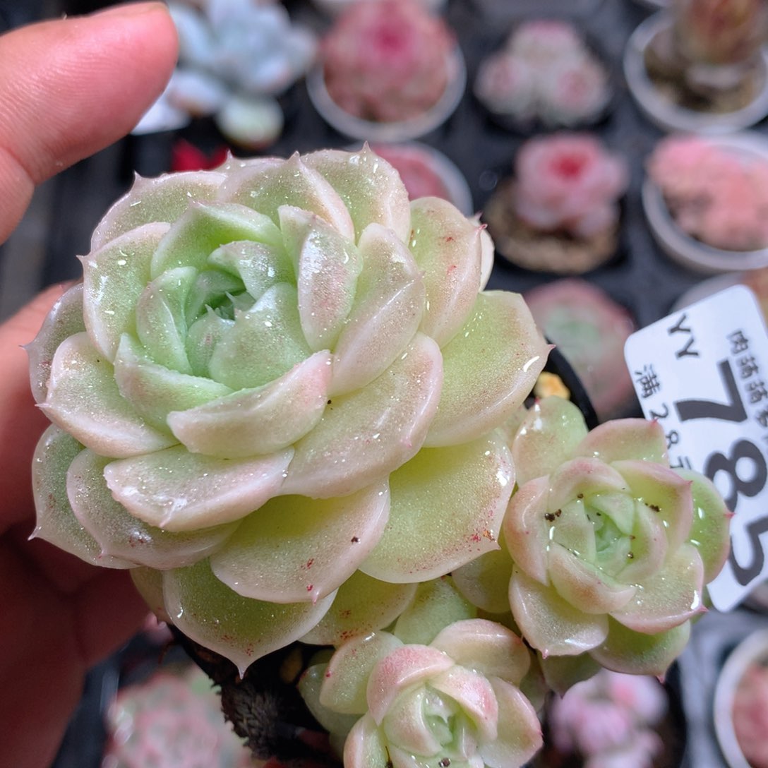 5CM拇指盆精控多肉YY785