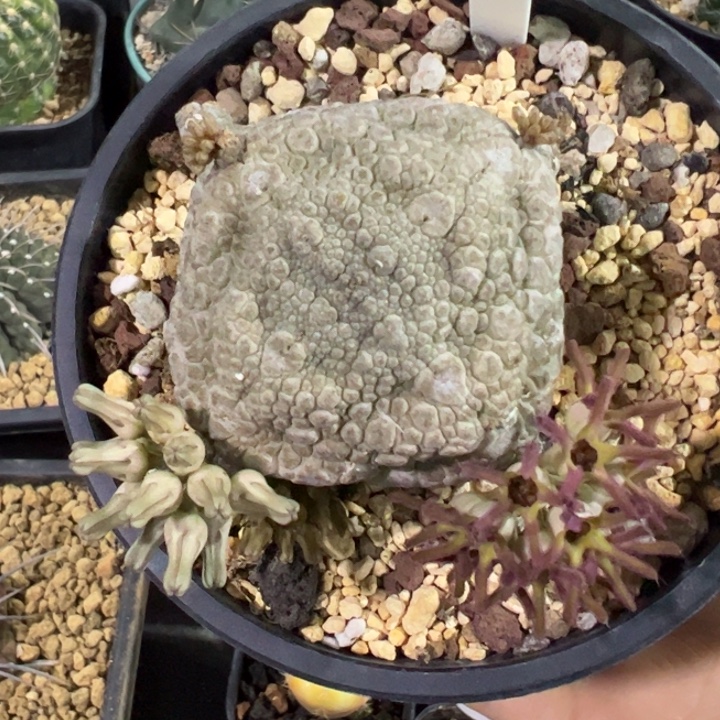 实生凝蹄玉仙人球仙人球