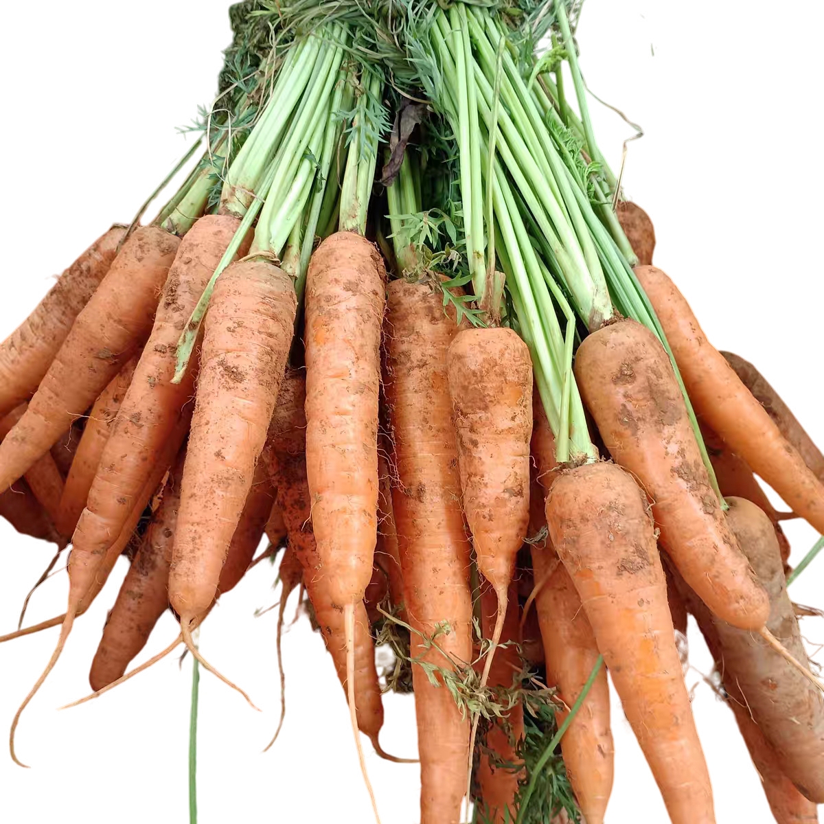 云南山货 胡萝卜 火妹甄选