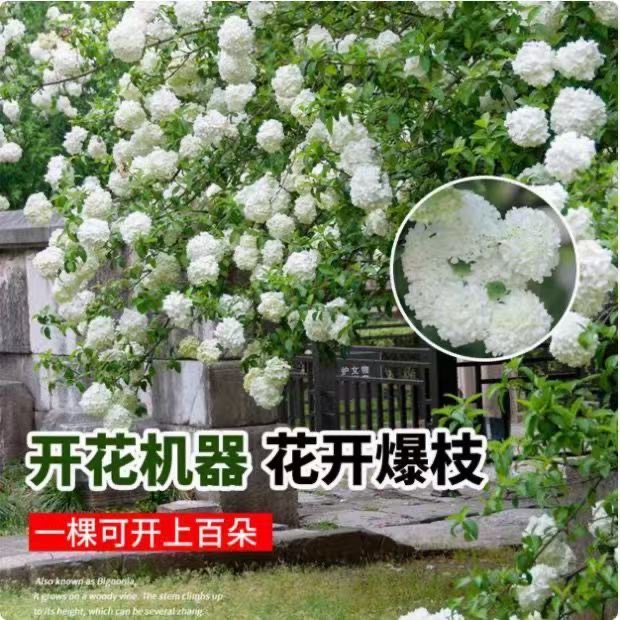 木绣球玫瑰庭院花园盆栽耐寒耐热易养护造景植物蜜玄龙火龙果苗