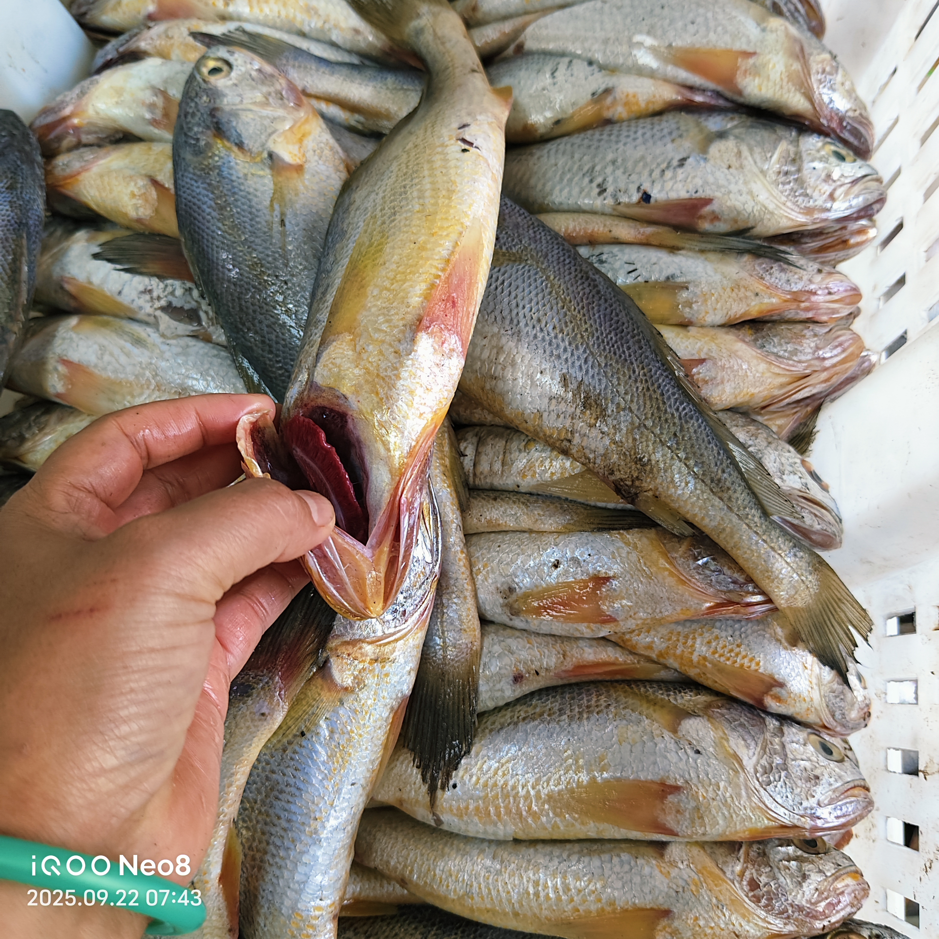 4斤新鲜小黄花鱼肉质细腻鲜嫩顺丰包邮