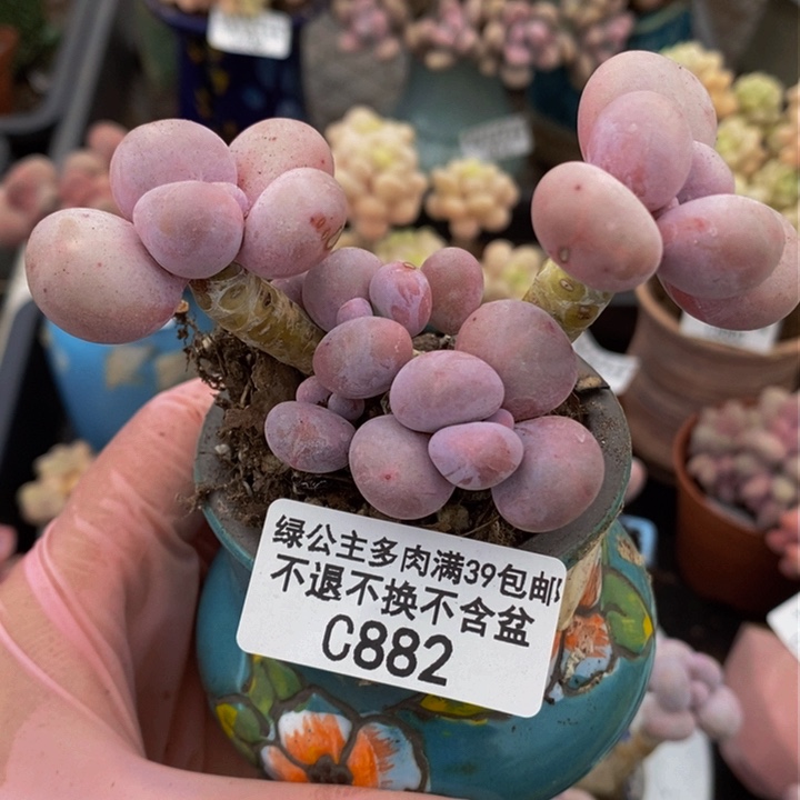 芭比奶洛6vm882多肉植物