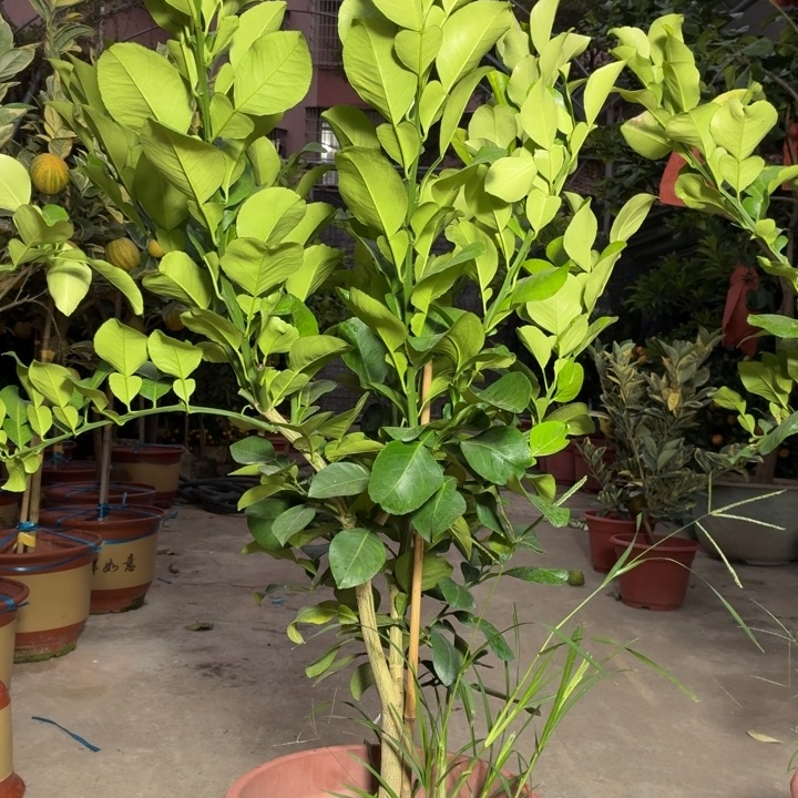 眰***。完全开放一物一拍