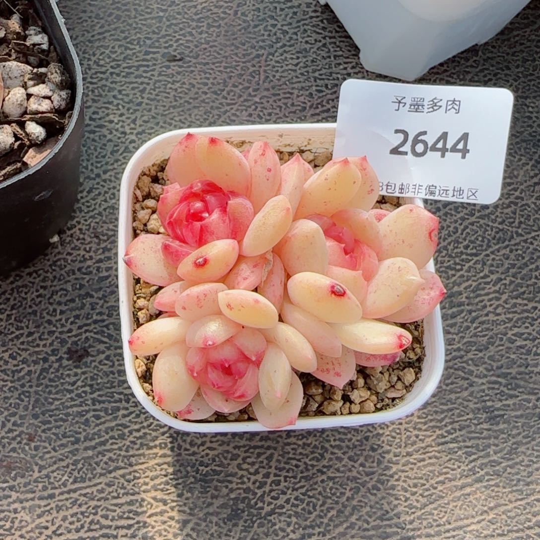 琴心，2644多肉植物