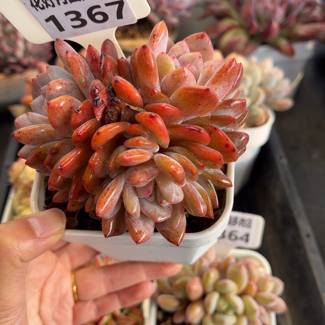 1367 天冷必拍保温箱
