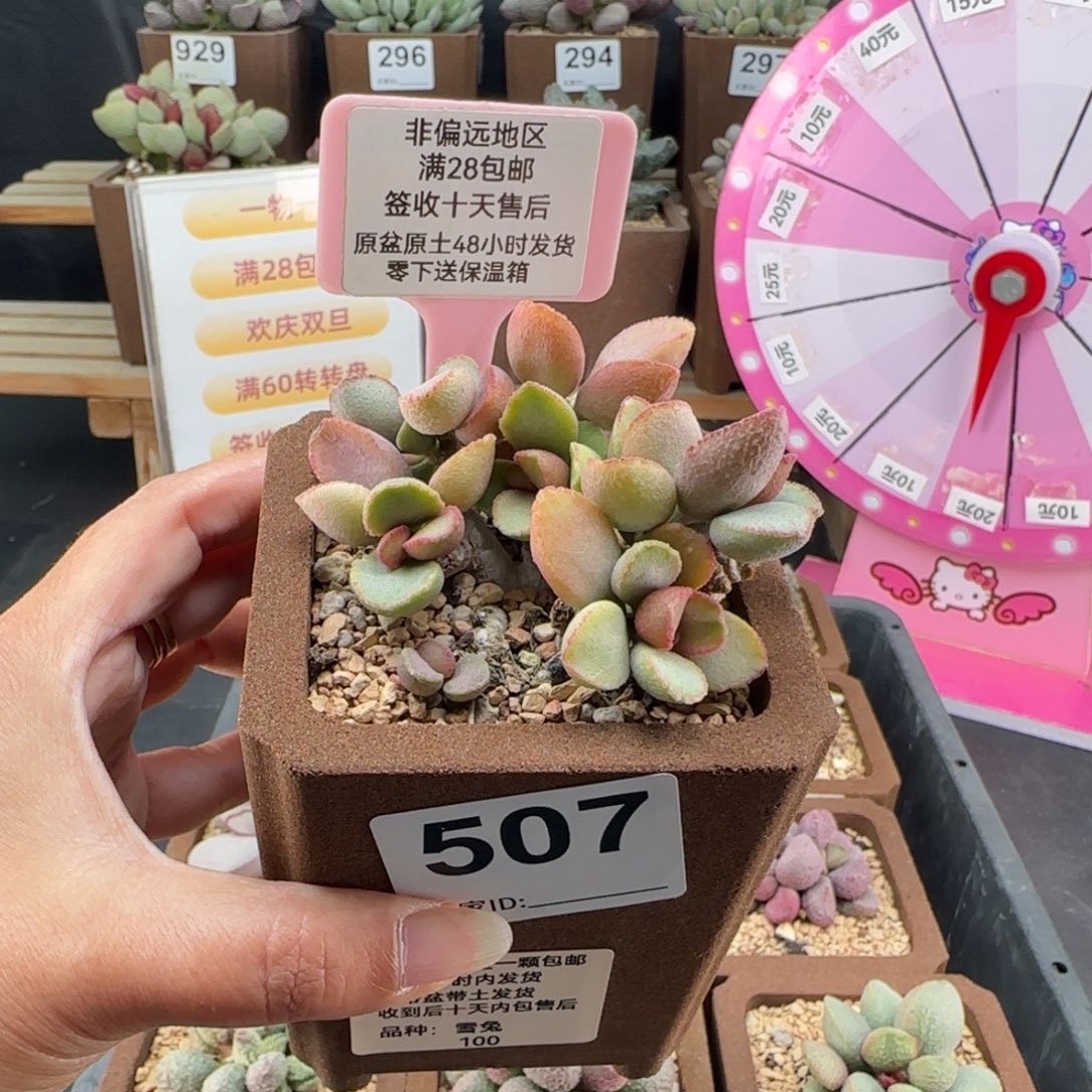 金***兔507雪兔磨砂蛋微瑕