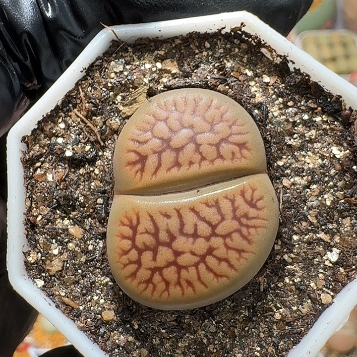 生石花3:：，紫折。  396号