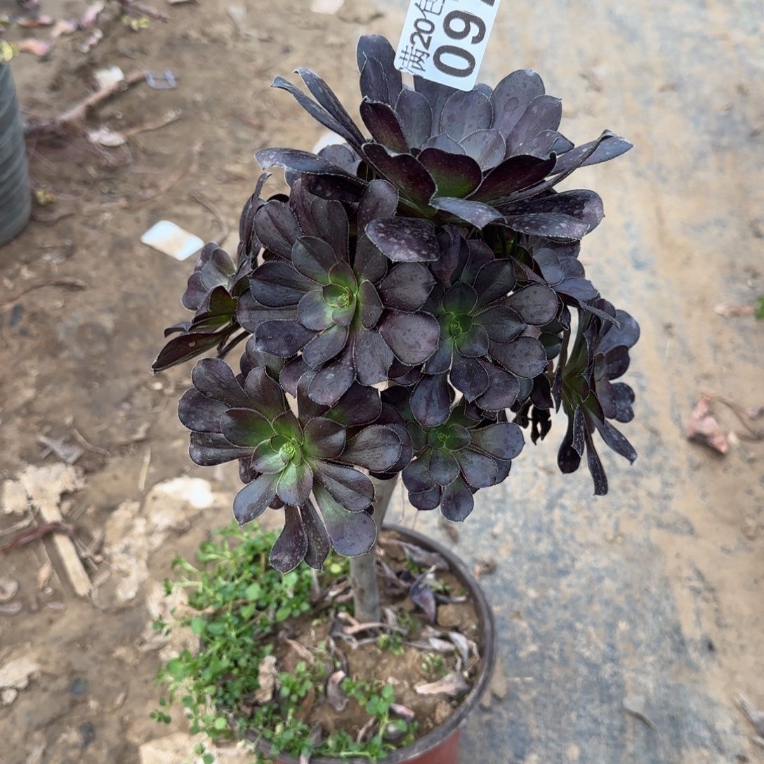 黑圆097满20包邮断枝不包