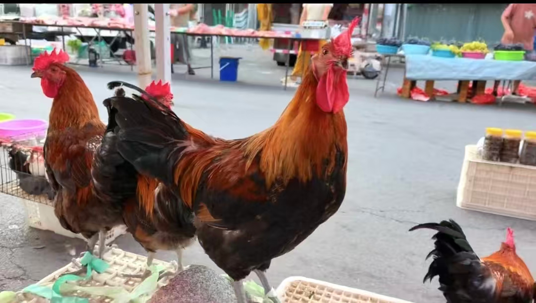 家养黑凤大公鸡（两只）