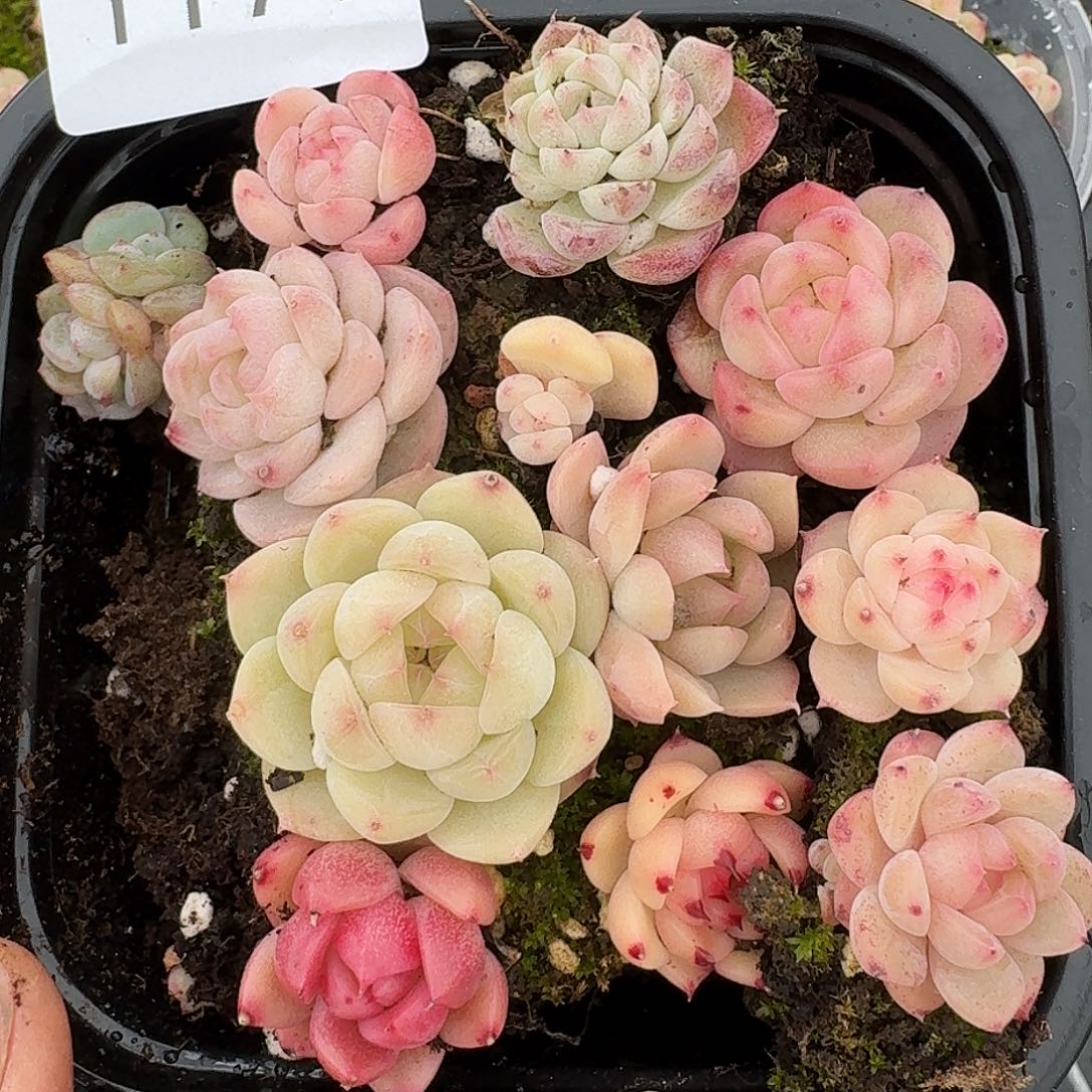 杂交新品珍妮多肉1171