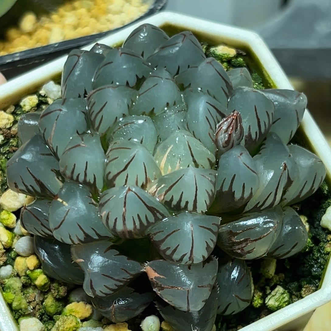 恭喜发财大吉大利0142