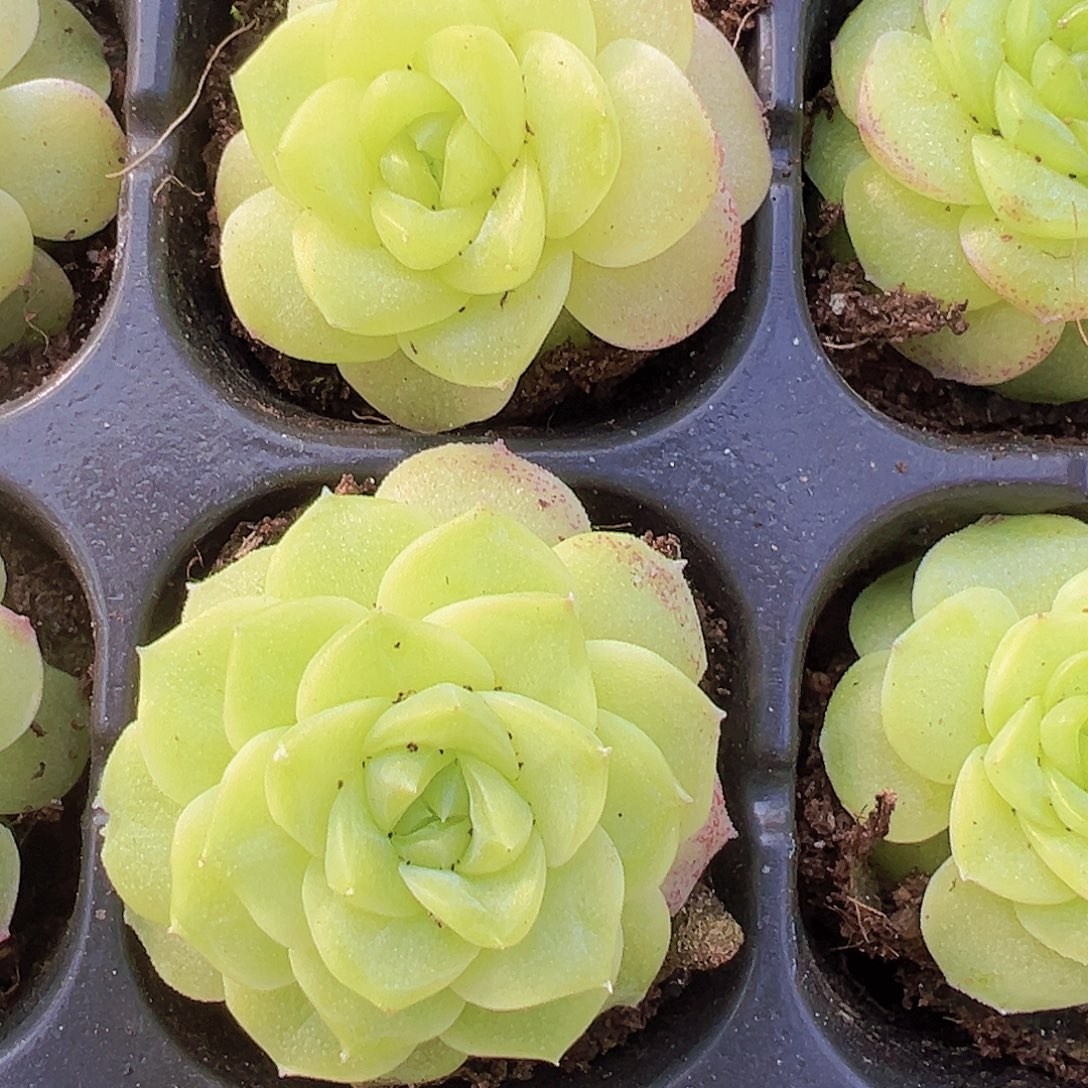 化水麦秆3颗19包邮