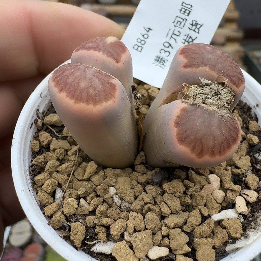 864双头拉丝锦菊花