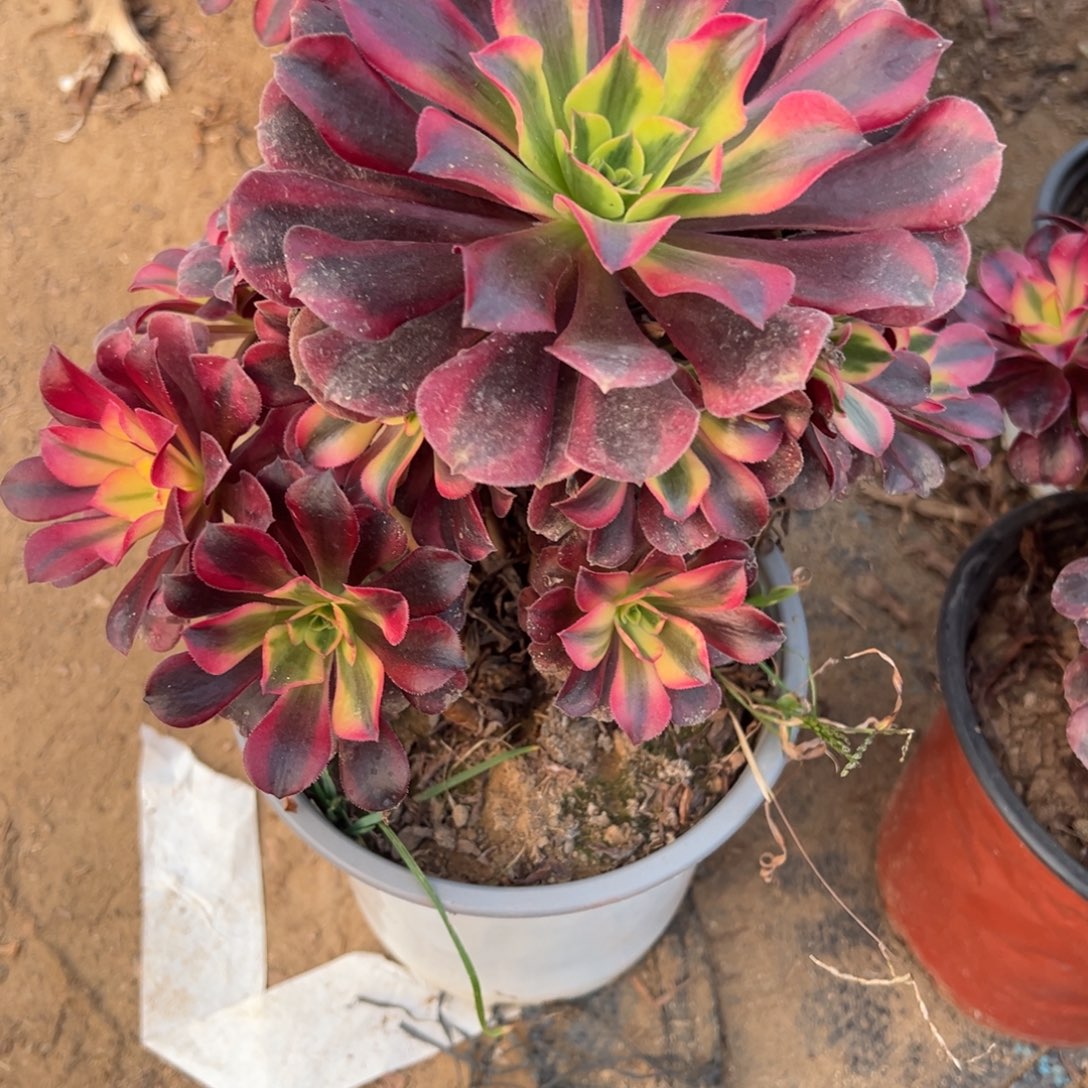 179美杜莎多肉植物法师多肉