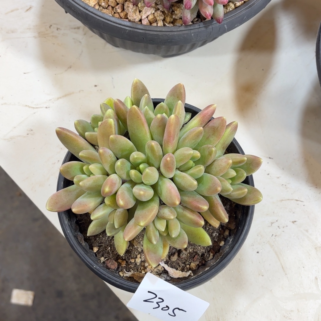 2305橙色奇迹多肉植物